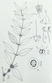 Image result for Memecylon sp. D