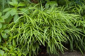Image result for Pteris