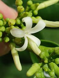 Image result for Nuxia oppositifolia