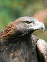 Подходящи, както за апартамент, така и за къща. Kartal Definition And Synonyms Of Kartal In The Turkish Dictionary