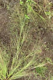 Image result for Panicum pectinellum
