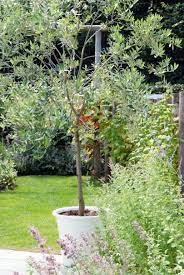 Très abondante, de juin à. 7 Petits Arbres A Planter En Bac Gamm Vert
