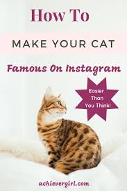 Not sure which hashtags to use for cat? Making Your Cat Famous On Instagram Is Easier Than You Think Achiever Girl