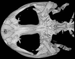 Image result for Stenostelma capense