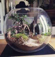 Terrarium Par Lecoinjardin Fr Jardim De Fadas Jardinagem Jardim