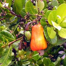 Image result for Anacardium occidentale