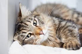 We host adoptable cats from our shelter partner raskc. About Safe Seattle Area Feline Rescue