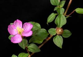 Image result for Dissotis speciosa