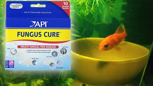 Api Fungus Cure Comet Goldfish Works