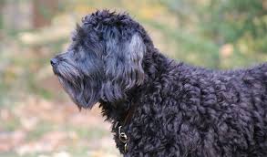 Look at pictures of poodle (standard) puppies who need a home. Schnoodle Dog Breed Information