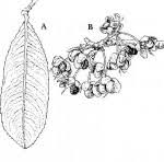 Image result for Ochna schweinfurthiana