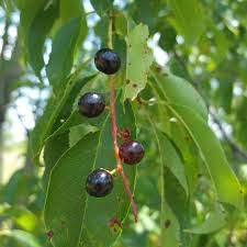 Image result for Prunus