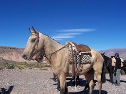 The patagonia trail horse riding holidays in argentina globetrotting. Horse Riding And Trekking In Argentina Responsible Travel