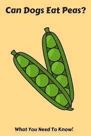 Can Dogs Eat Peas We Discuss This Ultra Healthy Food Why It S A Great Addition To Your Pup S List Of Snacks And When You Need To Can Dogs Eat Dog Eating