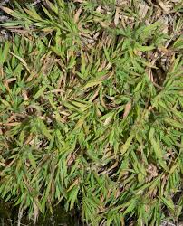 Image result for Dichapetalum edule