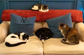 A cafe with a mission! A Purr Fect New Home For Brooklyn Cat Cafe Bklyner