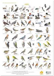 Bird Posters Garden Birds Woodland Birds Farmland Birds Vogelposter Gartenvogel Waldvogel Feldvogel Plakat Natur Wissenschaft Natur