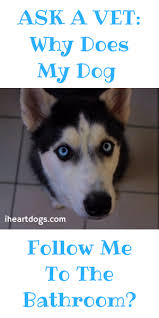 Why Does My Dog Follow Me To The Bathroom Dogs Crazy Dog Lady Ask A Vet