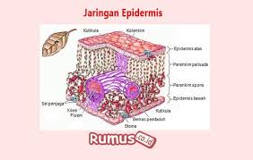 Sel Sel Epidermis Pada Daun Dapat Mengalami Perubahan Bentuk Menjadi Berbagi Bentuk Penting