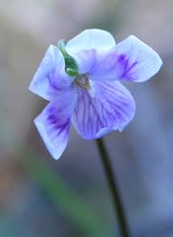 Image result for Viola hederacea