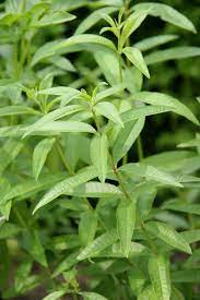 The only thing i did differently from her recipe was to add a teaspoon of fresh lemon zest. Lemon Verbena Better Homes Gardens