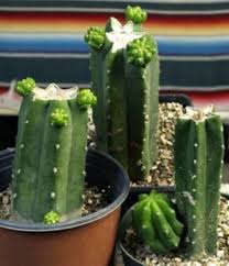 En este tutorial os enseñamos cómo sacar hijos de un cactus madre para su reproducción. Todo Sobre El Cactus De San Pedro Como Es Cuidados Riego Etc