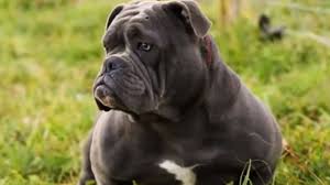 One of the few descriptions or characteristics. Exotic Bully The Ultimate Guide To The Exotics Barking Royalty