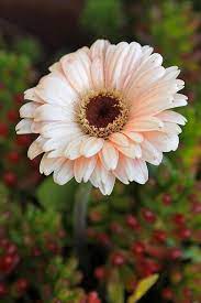 Gerbera Daisy Gerbera Daisy Flower Garden Plants Love Flowers