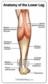 Tendons and ligaments commonly sustain injuries, which usually have similar symptoms and treatments. Anatomy Of Leg Muscles And Tendons Muscle Tendons And Ligaments Of Leg Human Anatomy Human Body Human Body Anatomy Leg Anatomy Muscle Anatomy