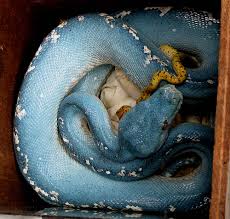 The snake is quite popular in the pet trade. On Green Tree Pythons Vladimir Odinchenko Interview Viridispython