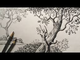 Learn how to draw pencil tree pictures using these outlines or print just for coloring. Tree Drawing In Pencil Pencil Sketch For Beginners Scenery Drawing Paintingtube