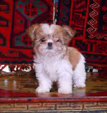 What kind of dog is scout from troy maine? Mi Ki Puppies Google Search Teddy Bear Puppies Cute Animal Videos Cute Puppies