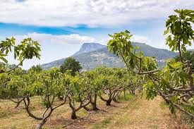 La Figue De Sollies Pont Legumes En Vente Directe Producteur Sollies Pont 83210