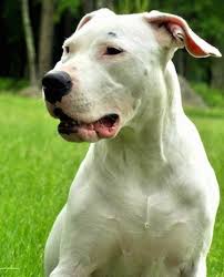 Dogo Argentino Dog Breed Pictures 1 The fighting dog of cordoba was described as 'white, large and ferocious', so ferocious that they were said to.