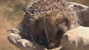 Australia also has no indigenous hedgehogs; Prickly Pest Shocks Conservationists As Hedgehogs Spotted 2000m Up Nz Mountains 1 News Tvnz