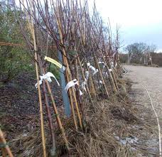 Raintree nursery offers quality nursery products. How To Buy Fruit Trees Suffolk Fruit And Trees The Fruit Tree Specialists