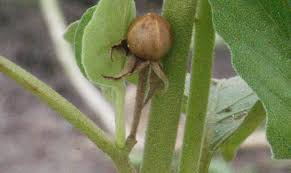 Image result for Astripomoea grantii