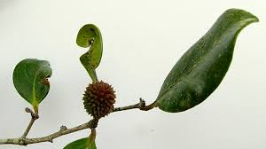 Image result for Chaetocarpus