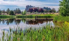 Pond & lake muck removal is also key. How To Kill Cattails In A Pond Using Natural Ways Guides