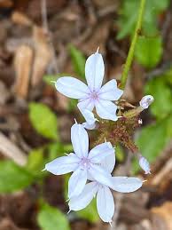 Image result for Plumbago zeylanica