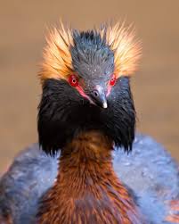 Colorful Bird With Big Feathers Slavonian Grebe Pet Birds Colorful Birds Tropical Birds