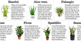 .delle piante assorbendo l'anidride carbonica, ma allo stesso tempo è in grado di produrre energia pulita. 7 Piante Che Depurano L Aria Di Casa Rimedio Naturale