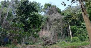 Jawatan kosong kerajaan dan swasta tuesday, july 14, 2020 government julai 2020 kedah. Kantoi Ceroboh Hutan