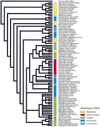 Image result for Triaspis hypericoides