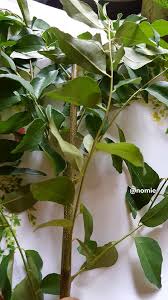 Pokok kari ialah sejenis pokok renek dengan ketinggian antara 0.9 hingga 6 meter. Bila Beli Daun Kari Ambil Ranting Buat Cambah Benih Tanam Dalam Pasu Mudah Ajer Keluarga