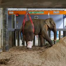 Phuket Elephant Sanctuary | A New Patient in Critical Condition at the Elephant Hospital: Diao Last week, Diao, a 32-year-old male elephant from a logging camp in... | Instagram