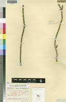 Image result for Euphorbia baylissii