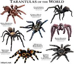 Tarantulas Of The World Spider Species Pet Tarantula Animals