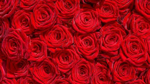 rose flowers flower roses bokeh