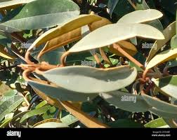 Image result for Englerophytum magalismontanum